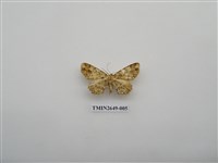 藏品(尺蛾178)的圖片